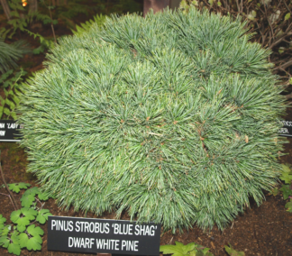 Pinus strobus 'Blue Shag' - Dwarf White Pine