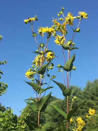 Silphium integrifolium - Prairie Rosinweed - 0.5-Pint