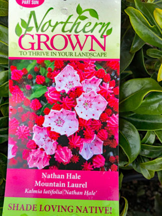 Kalmia latifolia 'Nathan Hale' - Mountain Laurel - 3-Gallon