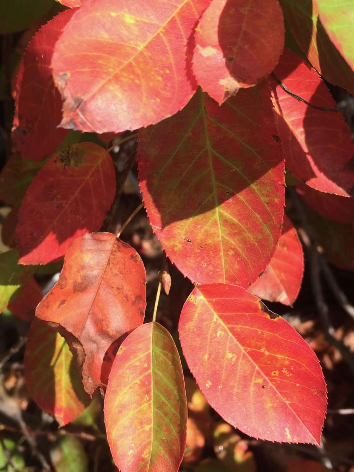 Amelanchier ×grandiflora ‘Autumn Brilliance’ – Juneberry (Single-stem ...