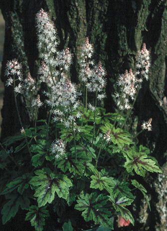 Tiarella × 'Elizabeth Oliver' - Foamflower - 1.25-Quart