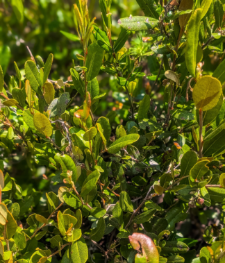 Chamaedaphne calyculata - Leatherleaf - 3-Quart