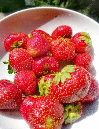 Fragaria ×ananassa 'Allstar' - June-bearing Strawberry