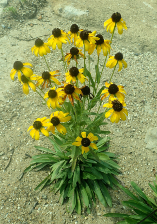 Rudbeckia missouriensis - Missouri Coneflower - 1 Quart
