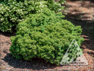Tsuga canadensis 'Abbott's Pygmy' - Dwarf Eastern Hemlock - 1-Quart