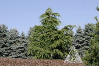 Tsuga canadensis 'Dawsoniana' - Dawson's Eastern Hemlock - 6-Gallon
