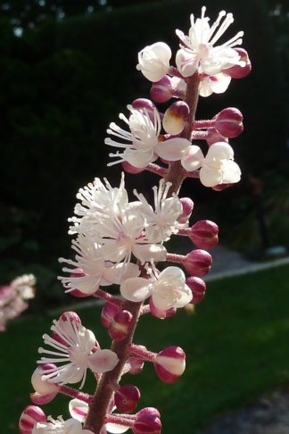 Actaea simplex 'Atropurpurea' - Kamchatka Bugbane (Non-Native)