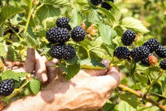 Rubus Taste of Heaven™ - Thornless Blackberry