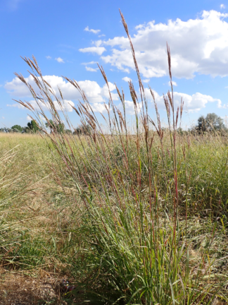 Andropogon gerardii - Big Bluestem