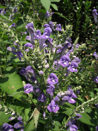 Scutellaria incana - Hoary Skullcap - 5-Pint