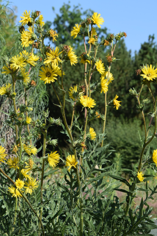 Silphium laciniatum - Compass Plant - 0.5-Pint
