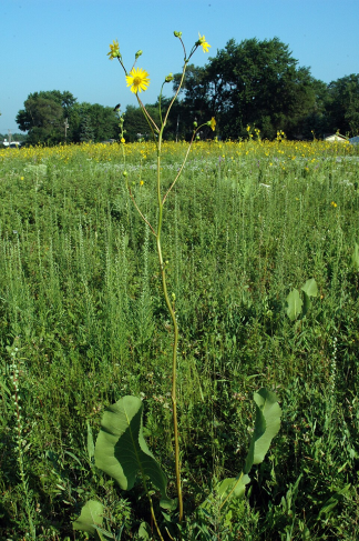 Silphium terebinthinaceum - Prairie Dock - 0.5-Pint