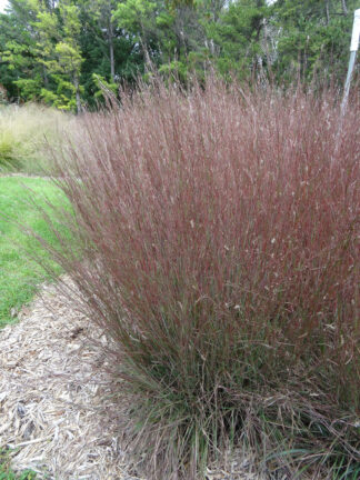 Schizachyrium scoparium Blue Heaven® - Little Bluestem - 2-Gallon