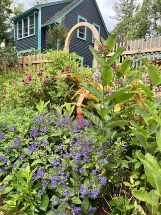 Scutellaria × 'Bumblebee Blues' - Skullcap