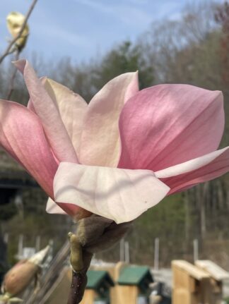 Magnolia × 'Blushing Belle' - Hybrid Magnolia - 3-Gallon