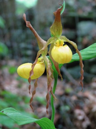 Cypripedium parviflorum var. pubescens - Large Yellow Lady's Slipper - 1-Quart