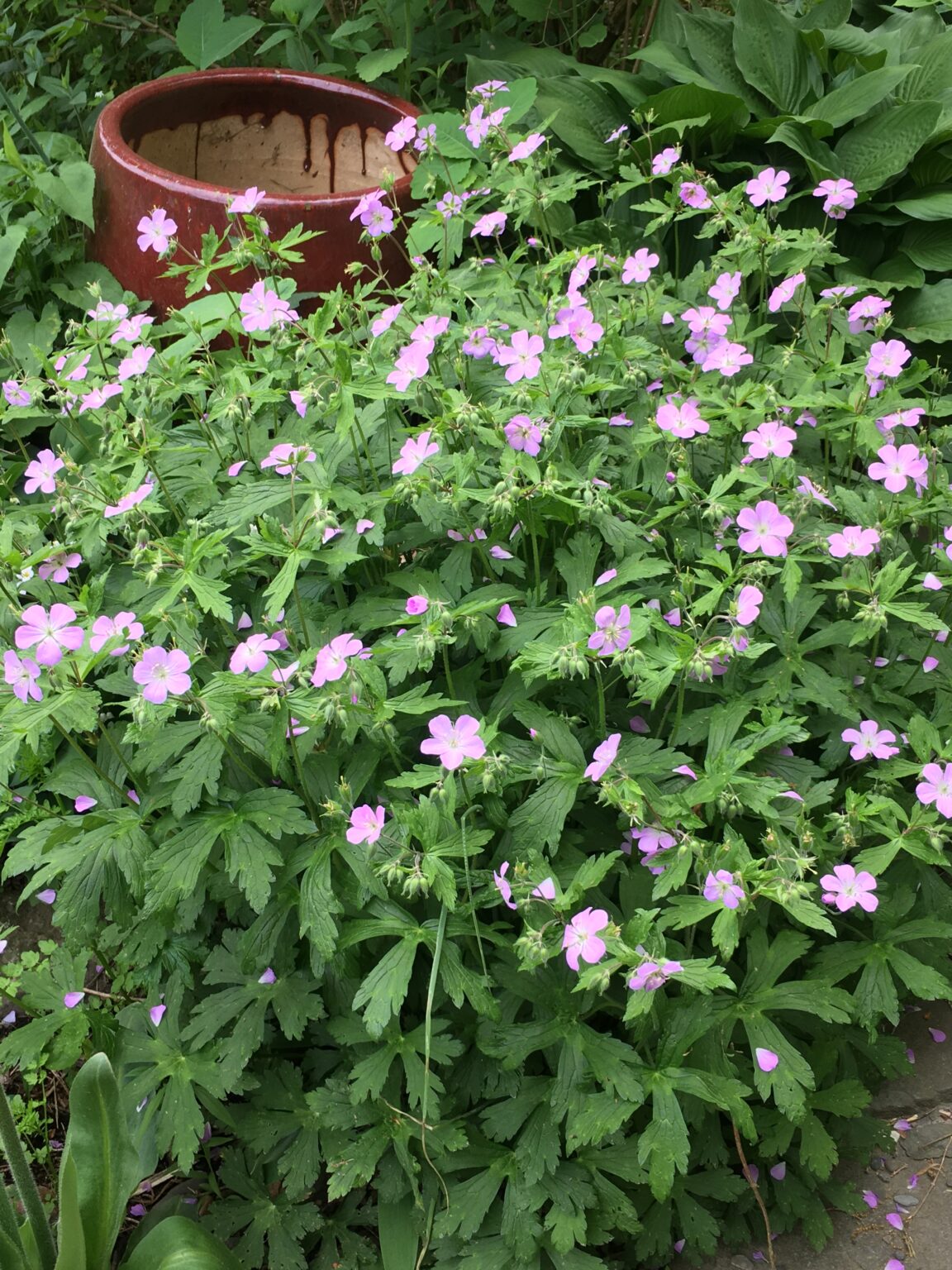 Geranium maculatum – Wild Geranium – Catskill Native Nursery Catalog