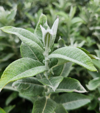 Salix candida First Editions® Iceberg Alley® - Sageleaf Willow - 2-Gallon