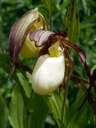 Cypripedium kentuckiense - Kentucky Lady's Slipper - 1-Quart