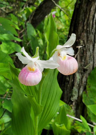 Cypripedium reginae - Showy Lady's Slipper - 1-Quart