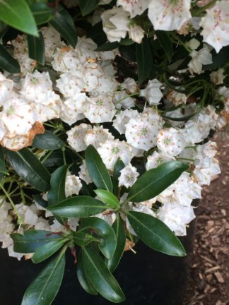 Kalmia latifolia f. myrtifolia 'Tiddlywinks' - Mountain Laurel - 3-Gallon