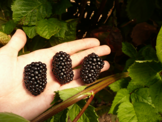 Rubus Prime-Ark® Freedom - Thornless Blackberry
