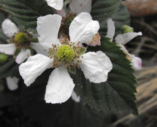 Rubus 'Triple Crown' - Thornless Blackberry