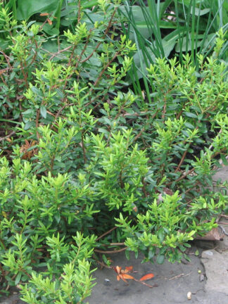 Paxistima canbyi- 'Mountain Lover'- 1-Gallon