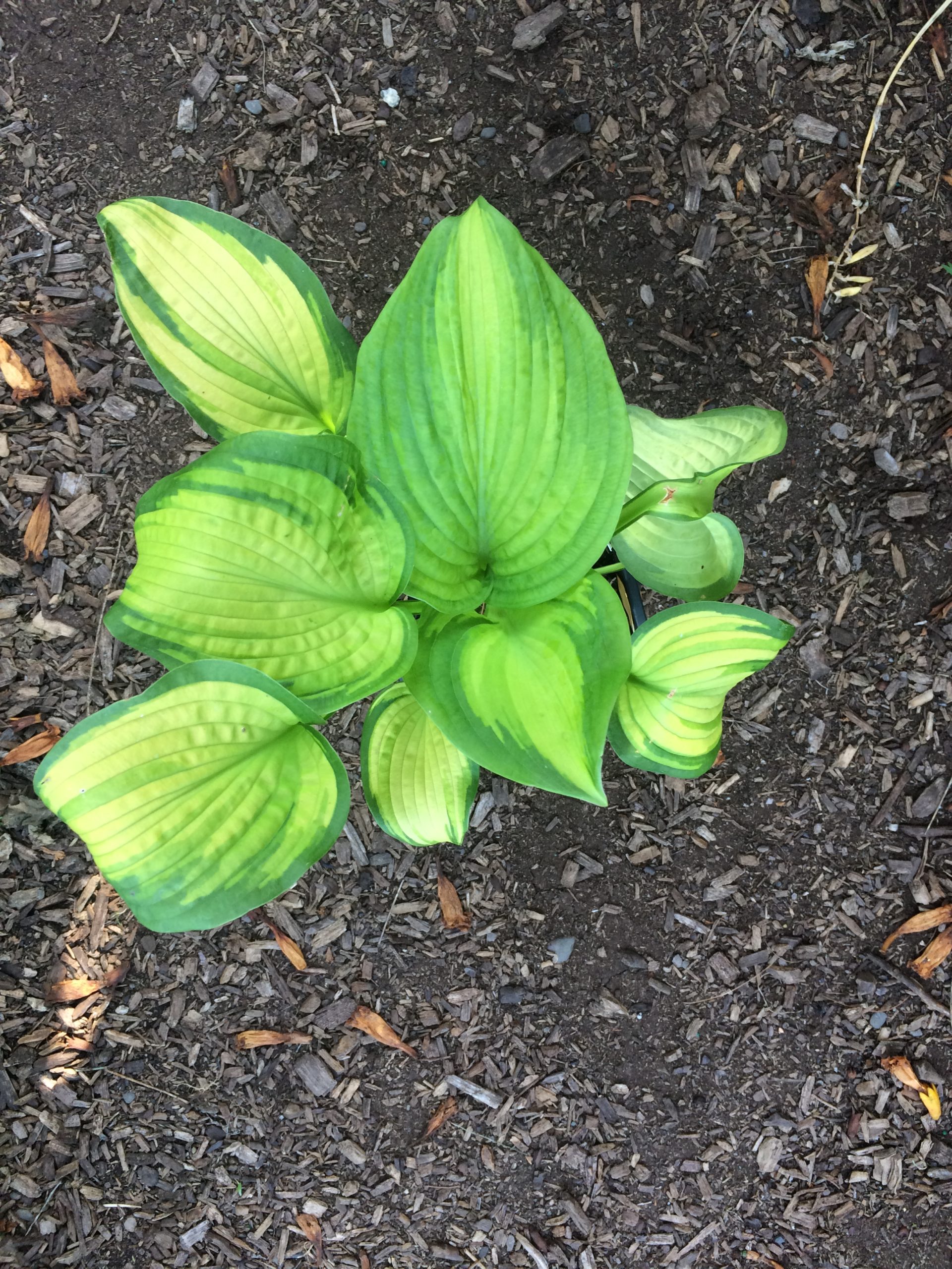 Hosta 'Brother Stefan'- Hosta- 2 quart
