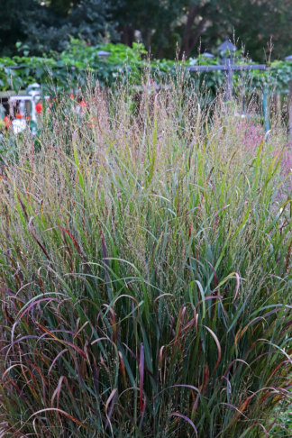 Panicum virgatum Prairie Winds® Apache Rose - Switchgrass - 3-Quart
