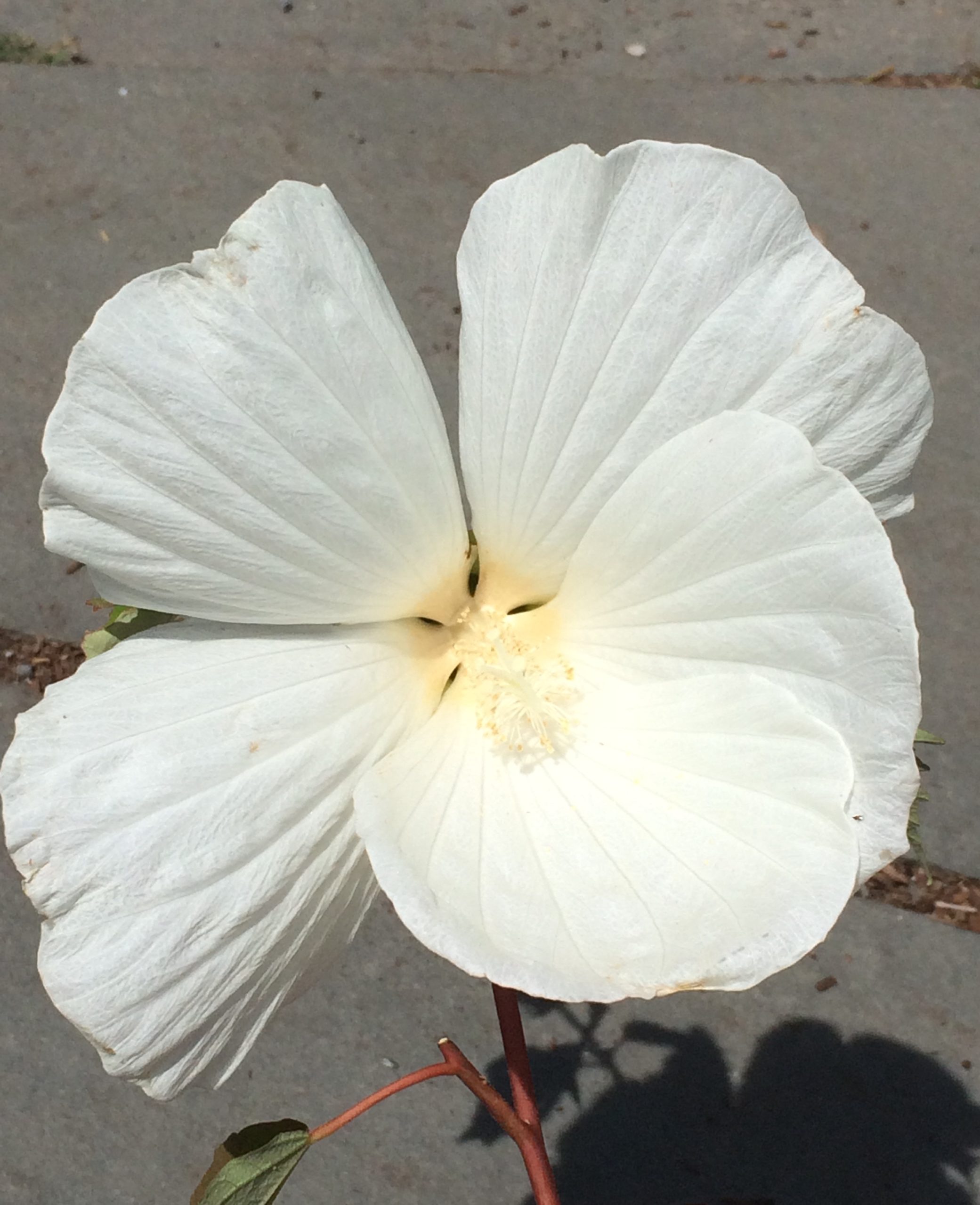Hibiscus ‘Blue River II’ Rose Mallow 1Quart Catskill Native