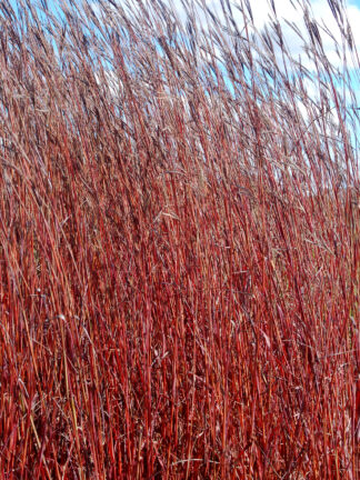 Andropogon gerardii 'Red October' - Big Bluestem