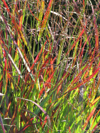 Panicum virgatum 'Shenandoah' - Red Switch Grass
