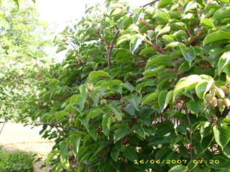 Actinidia arguta 'Issai' - Hardy Kiwi - 2-Gallon