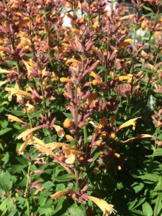 Agastache x 'Peachie Keen'- Hummingbird Hyssop (Temperennial)