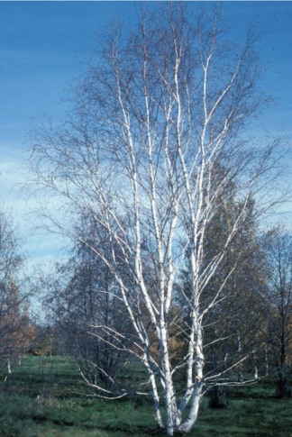 Betula papyrifera Prairie Dream® - Paper Birch - 1.5-Pint