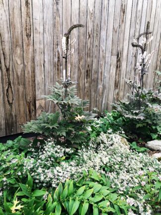 Actaea simplex 'Pink Spike' - Kamchatka Bugbane - 5-Pint (Non-Native)