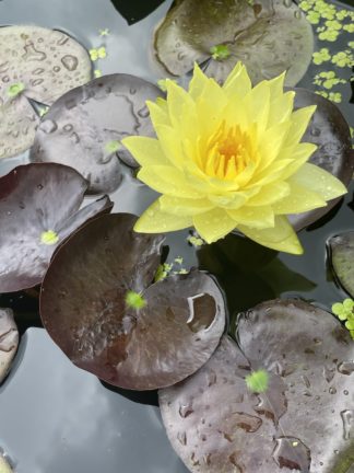 Nymphaea 'Night & Day' - Medium Water Lily