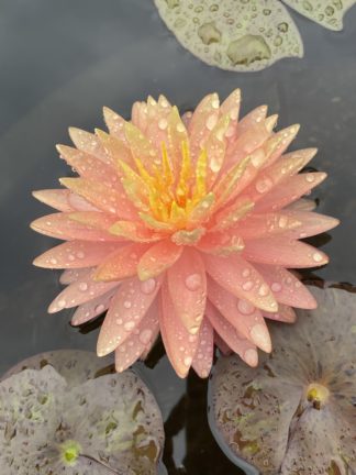 Nymphaea 'Patrick Chamoiseau' - Medium Water Lily