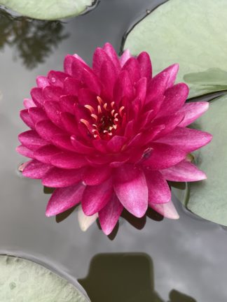 Nymphaea 'Reine du Bal' - Medium Water Lily