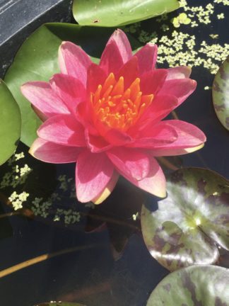 Nymphaea 'Gypsy' - Small Water Lily