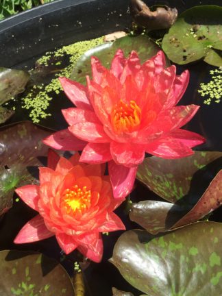 Nymphaea 'Wanvisa' - Medium Water Lily