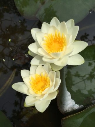 Nymphaea 'Virginalis' - Medium Water Lily