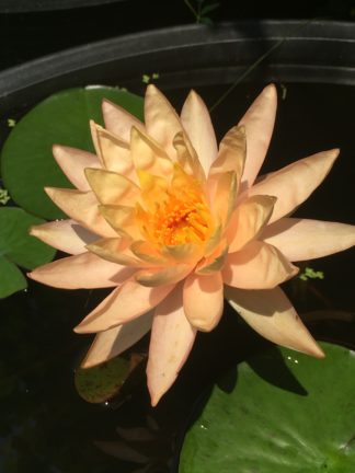 Nymphaea 'Siam Sunset' - Medium Water Lily