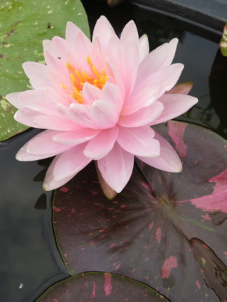 Nymphaea 'Painted Lady' - Medium Water Lily