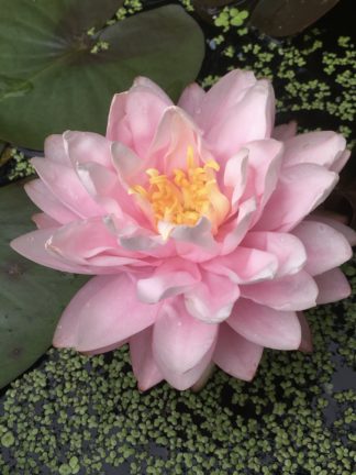 Nymphaea 'Strawberry Milkshake' - Large Water Lily
