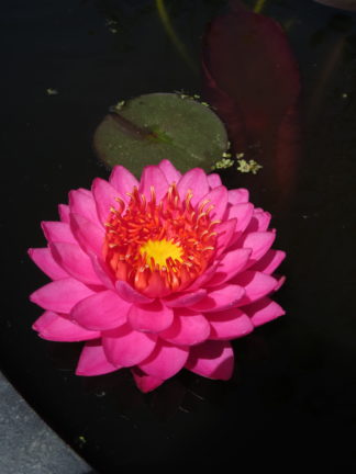 Nymphaea 'Razzberry' - Large Water Lily