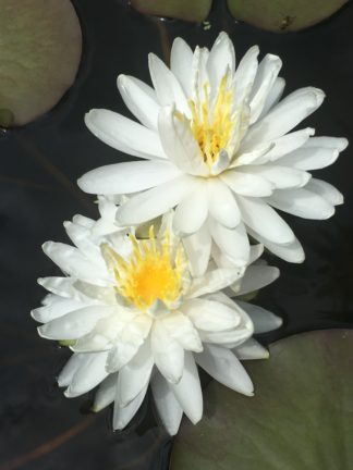 Nymphaea 'Snowflake' - Medium Water Lily