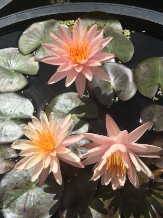 Nymphaea 'Starbright' - Medium Water Lily