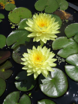 Nymphaea 'Puttaraksa' - Large Water Lily